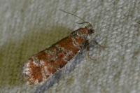 Rhyacionia pinivorana