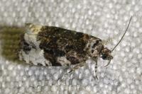Apotomis sororculana