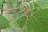 Acleris schalleriana
