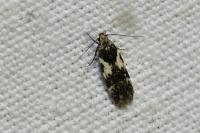 Teleiodes luculella
