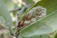 Phyllonorycter belotella