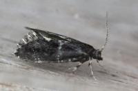Narycia duplicella