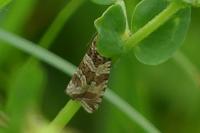 Celypha rivulana