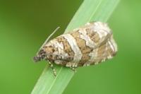 Celypha rivulana