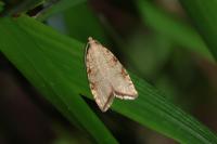 Aleimma loeflingiana