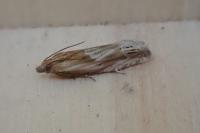 Eucosma gr. cana