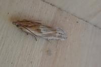 Eucosma gr. cana