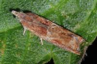 Epinotia tenerana