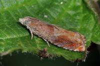Epinotia tenerana