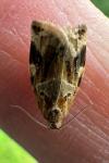 Archips xylosteana