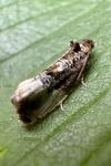 Hedya nubiferana