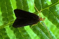 Eurodachtha pallicornella