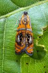Olethreutes arcuella