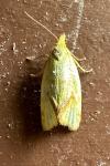 Agapeta hamana