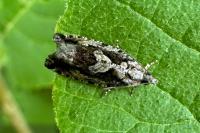 Zeiraphera isertana