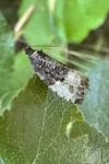 Hedya pruniana