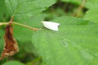 Tortrix viridana