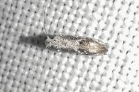 Bucculatrix alaternella