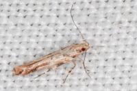 Anatrachyntis badia