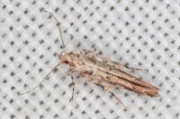 Anatrachyntis badia