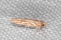 Pyroderces argyrogrammos