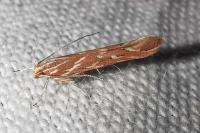 Pyroderces argyrogrammos