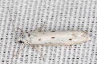 Ethmia terminella