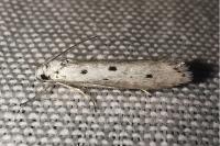 Ethmia terminella