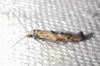 Epermenia aequidentella