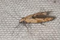 Epermenia aequidentella