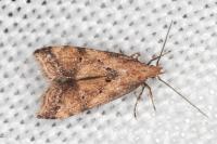 Brachmia blandella