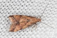 Brachmia blandella