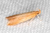 Helcystogramma