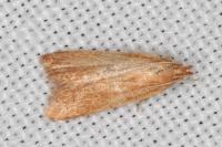 Helcystogramma