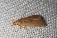 Helcystogramma