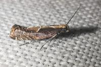 Acrolepiopsis vesperella
