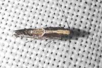 Acrolepiopsis vesperella