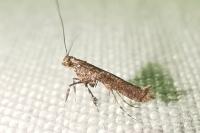 Caloptilia cuculipennella
