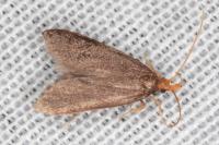 Eurodachtha pallicornella