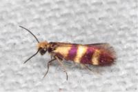 Micropterix aglaella
