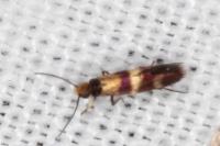 Micropterix aglaella