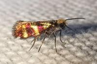Micropterix aglaella