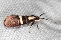 Dasycera oliviella