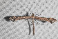 Amblyptilia acanthadactyla
