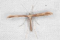 Emmelina monodactyla