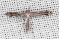 Stangeia siceliota