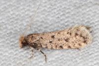 Ateliotum petrinella