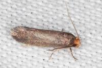 Cephimallota crassiflavella