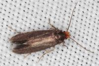 Cephimallota crassiflavella