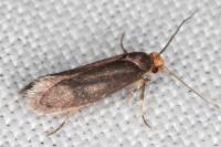 Cephimallota crassiflavella